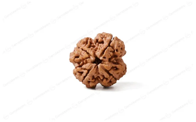 4_mukhi_rudraksha_sku1038r