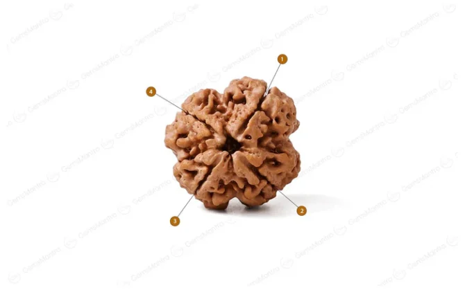 4_mukhi_rudraksha_sku1038r_176e320d Efd2 47eb Ba5c 00dfe8b6b560