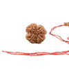 4_mukhi_rudraksha_sku1038r_creative_c2f21da3 D77e 4492 8e67 9c14fb8b150c Removebg Preview