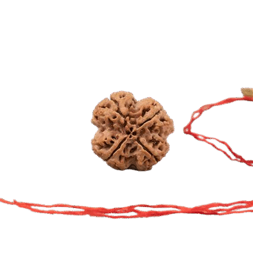 4_mukhi_rudraksha_sku1038r_creative_c2f21da3 D77e 4492 8e67 9c14fb8b150c Removebg Preview